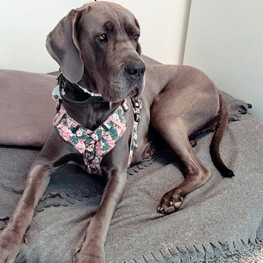 Harnais pour chien anti-traction - Comfy Tropicool